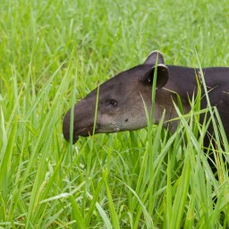 Corcovado National Park